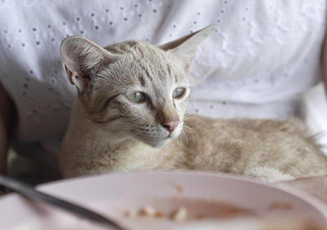 猫粮的主要成分是什么？6大主要成分对猫咪至关重要(图7)