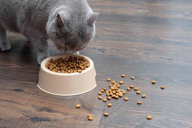 猫粮的主要成分是什么？6大主要成分对猫咪至关重要(图5)