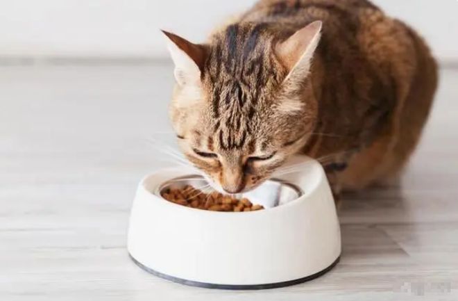 2024年京东618选猫粮推荐销量第一名：进口十大最好猫粮性价比高排行榜(图2)