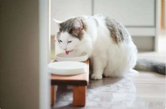 2024年京东618选猫粮推荐销量第一名：进口十大最好猫粮性价比高排行榜(图6)