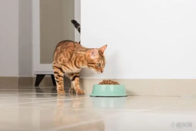 2024年京东618选猫粮推荐销量第一名：进口十大最好猫粮性价比高排行榜(图7)