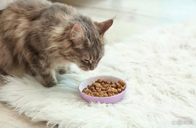 2024年京东618选猫粮推荐销量第一名：进口十大最好猫粮性价比高排行榜(图8)
