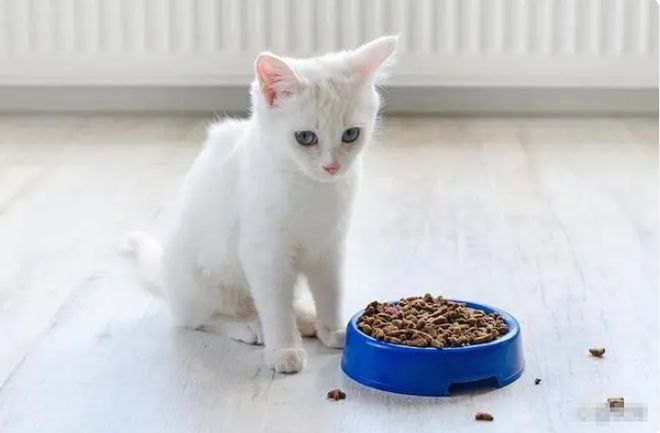 2024年京东618选猫粮推荐销量第一名：进口十大最好猫粮性价比高排行榜(图5)
