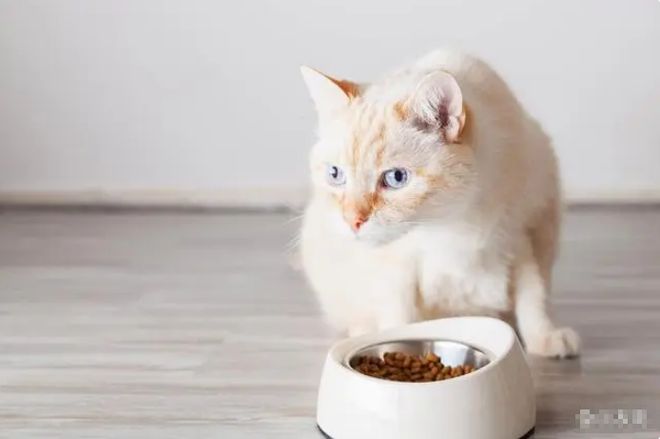 2024年京东618选猫粮推荐销量第一名：进口十大最好猫粮性价比高排行榜(图3)
