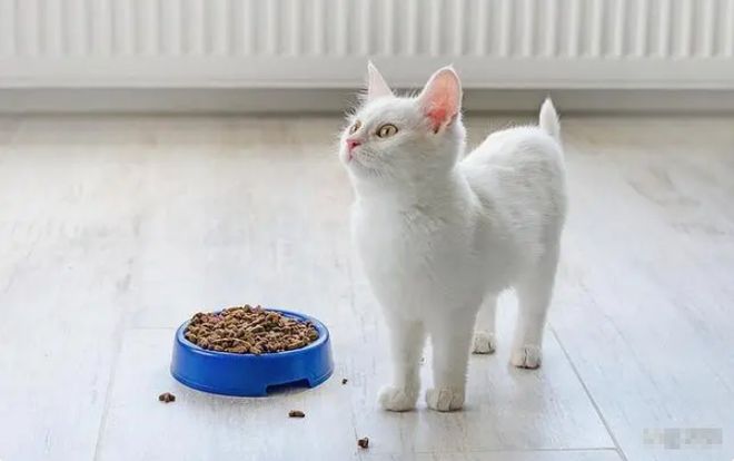 2024年京东618选猫粮推荐销量第一名：进口十大最好猫粮性价比高排行榜(图4)