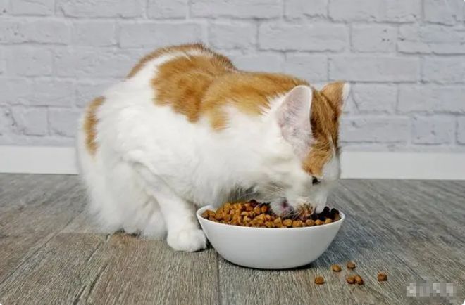 2024年京东618选猫粮推荐销量第一名：进口十大最好猫粮性价比高排行榜(图9)