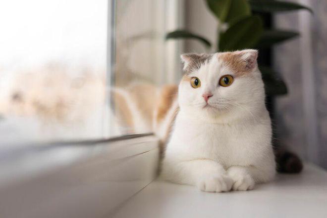力狼猫粮是毒猫粮吗？力狼怎么样？和其它品牌相比有哪些优势(图2)