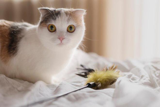 力狼猫粮是毒猫粮吗？力狼怎么样？和其它品牌相比有哪些优势(图6)