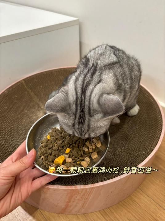 哪种猫粮比较好又不贵？给爱猫的主粮这样选(图4)