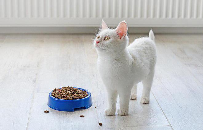 九游体育：新手养猫这些坑：618囤完猫粮如何判断和延长猫粮的保质期(图2)