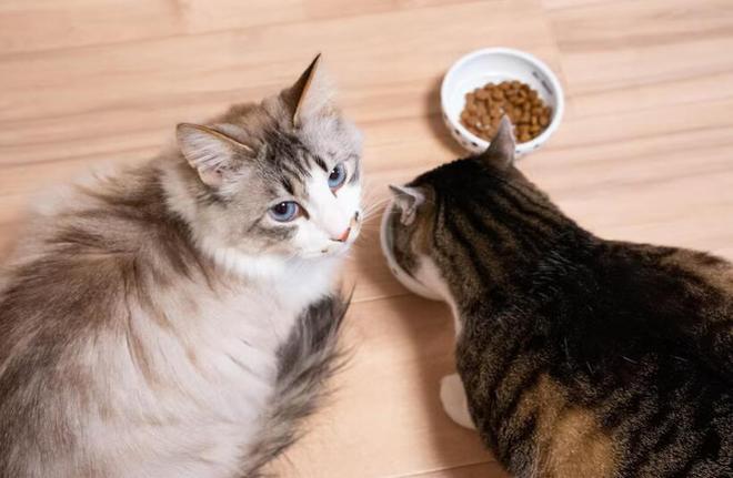 九游体育：新手养猫这些坑：618囤完猫粮如何判断和延长猫粮的保质期(图3)