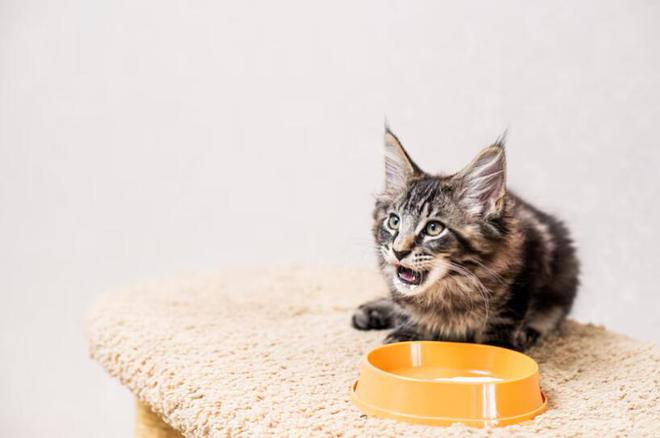 九游体育：新手养猫这些坑：618囤完猫粮如何判断和延长猫粮的保质期(图5)