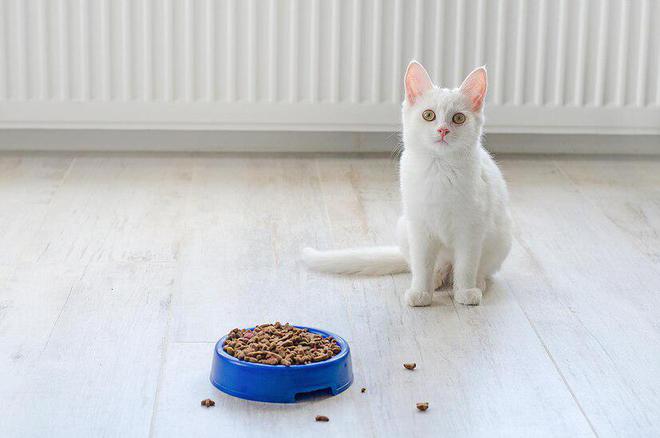 九游体育：新手养猫这些坑：618囤完猫粮如何判断和延长猫粮的保质期(图4)
