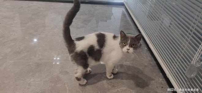 有什么办法能让银渐层猫猫不掉毛(图2)