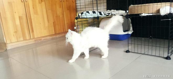 有什么办法能让银渐层猫猫不掉毛(图3)