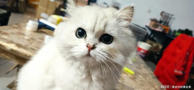 有什么办法能让银渐层猫猫不掉毛(图4)