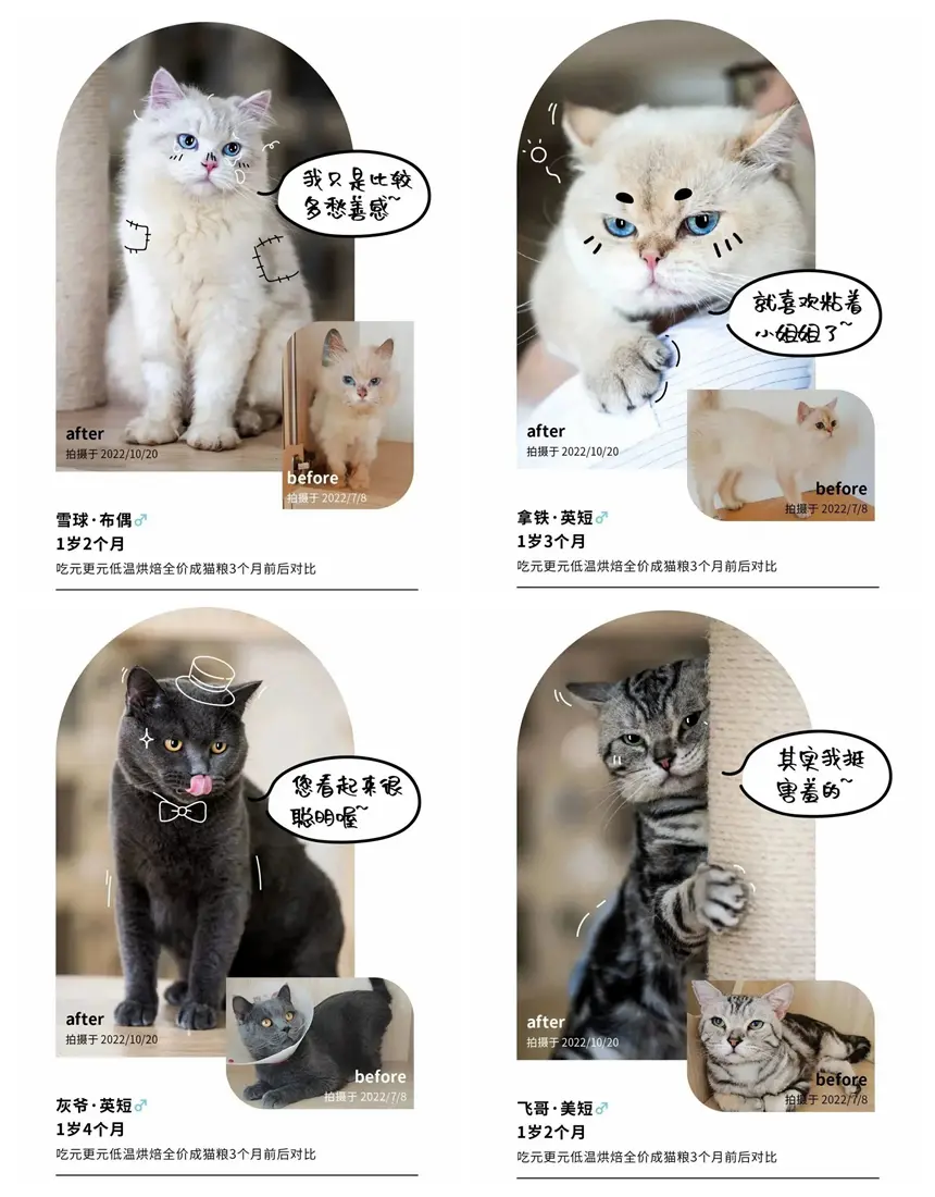 高端猫粮品牌元更元今日上市(图4)