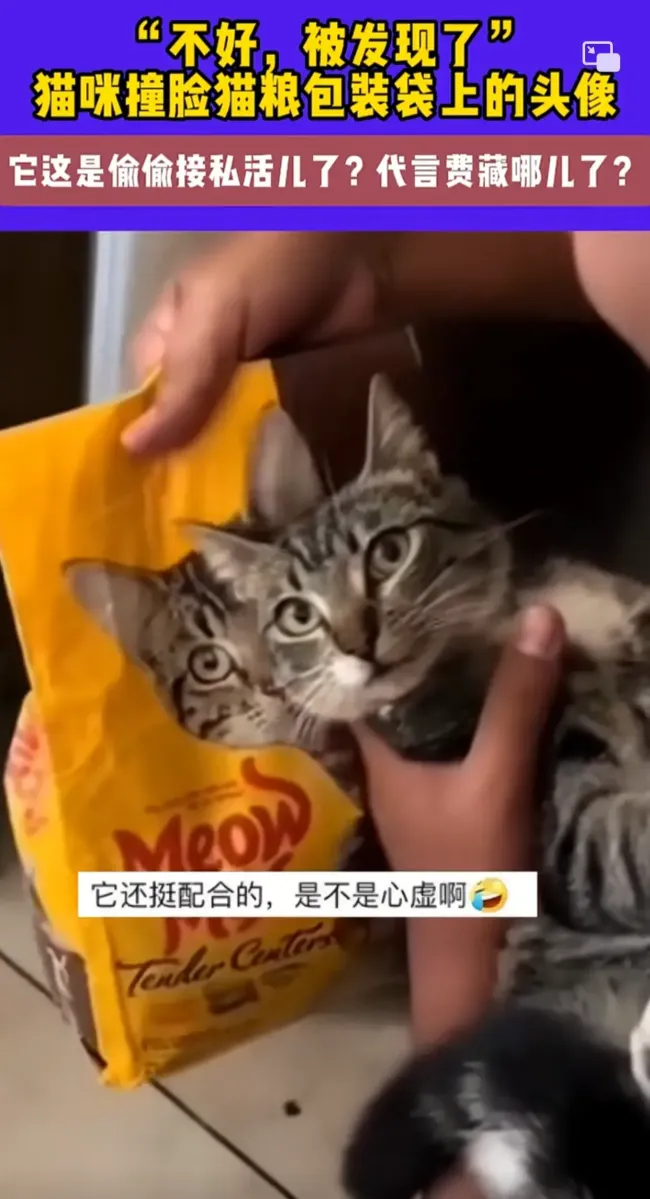 猫咪撞脸猫粮包装袋上头像网友热议代言费去向(图2)