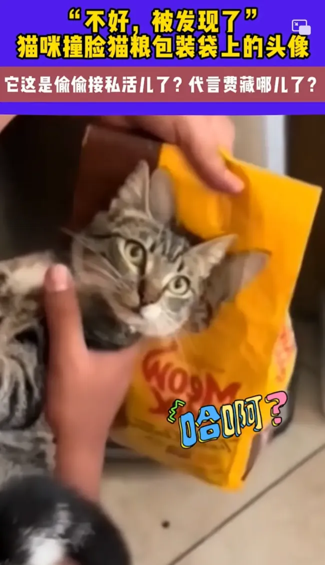 猫咪撞脸猫粮包装袋上头像网友热议代言费去向(图3)