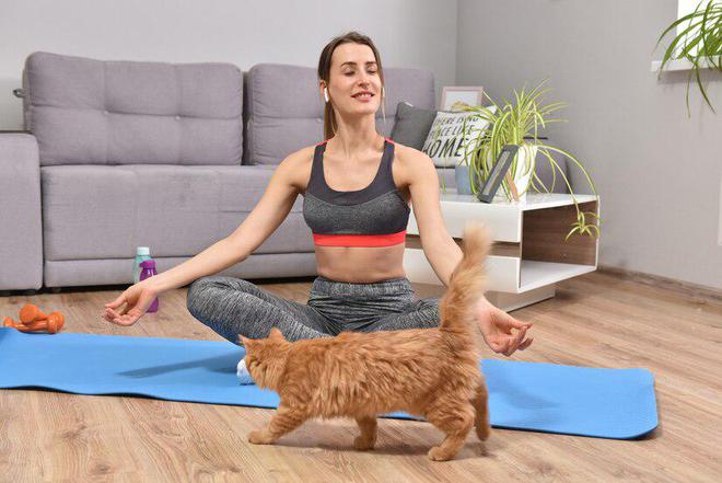 九游体育：一款猫粮走天下？所有猫咪都适合吃同一种猫粮吗？(图2)