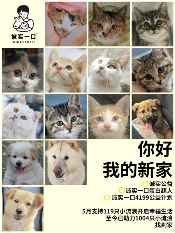 九游体育：诚实一口猫粮出啥事了？品牌公益鼓浪屿TNR之旅圆满结束(图6)