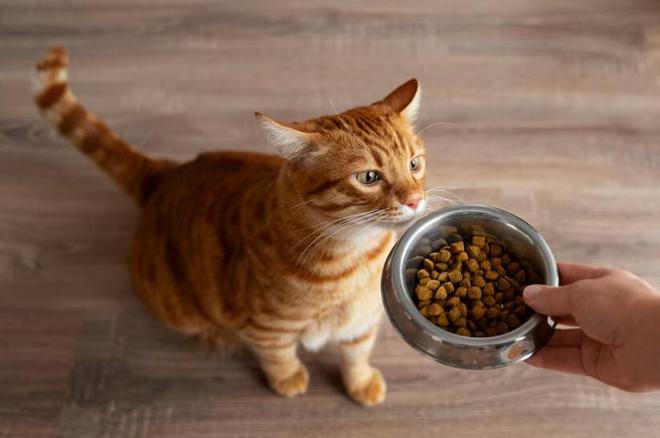 如何判断猫粮是否新鲜？(图3)
