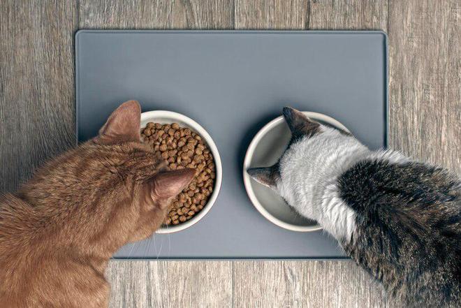 猫粮怎么选？怎么判断选择的猫粮是否适合猫咪的年龄和生活方式？(图3)
