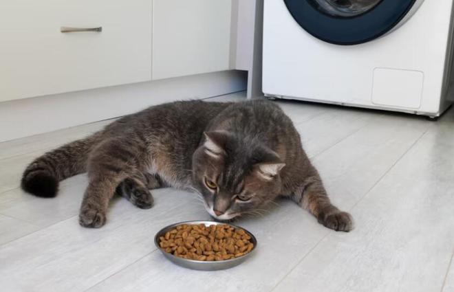 猫粮怎么选？怎么判断选择的猫粮是否适合猫咪的年龄和生活方式？(图2)