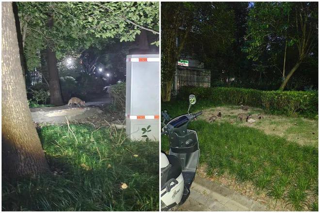 九游体育网站：上海60多个小区迎来TA！提醒：管好猫粮和湿垃圾(图9)