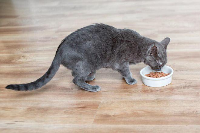 九游体育：为什么猫粮品牌都在强调无谷配方？猫粮中是否应该含有谷物成分？(图3)