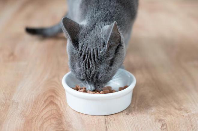 九游体育：为什么猫粮品牌都在强调无谷配方？猫粮中是否应该含有谷物成分？(图5)