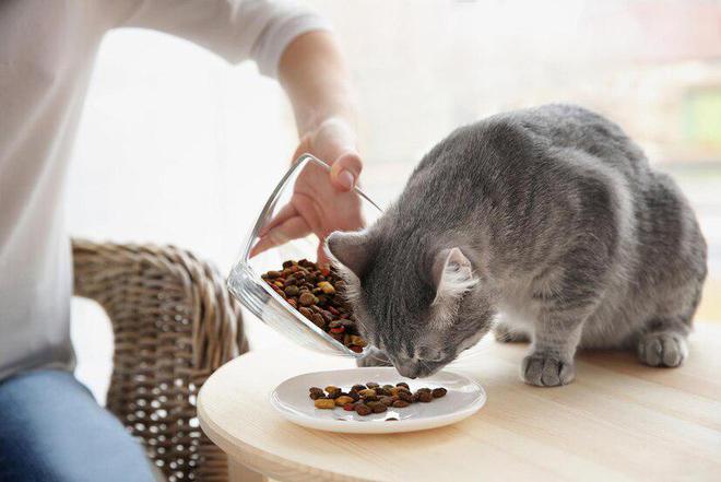 九游体育：为什么猫粮品牌都在强调无谷配方？猫粮中是否应该含有谷物成分？(图7)