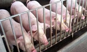猫粮产业链发展现状猫粮行业市场消费前景分析(图6)