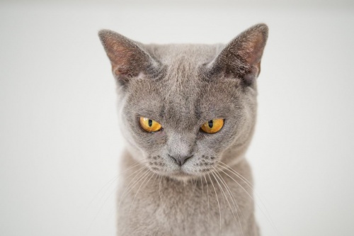 国产猫粮前十品牌哪些好？好而不贵的主食冻干猫粮前五推荐(图2)