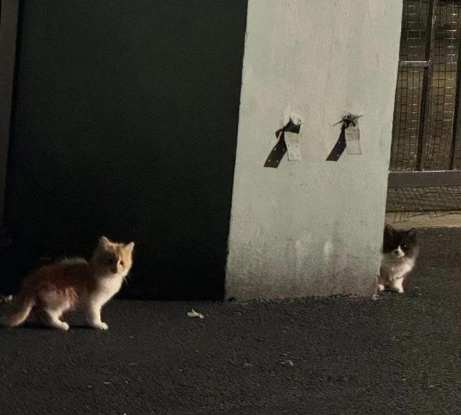 人类世界留给你的那些缺口小猫咪都能填补(图4)