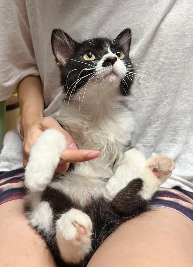 人类世界留给你的那些缺口小猫咪都能填补(图3)