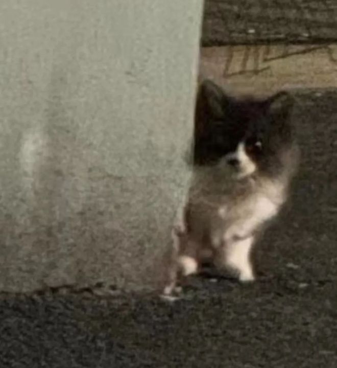 人类世界留给你的那些缺口小猫咪都能填补(图5)