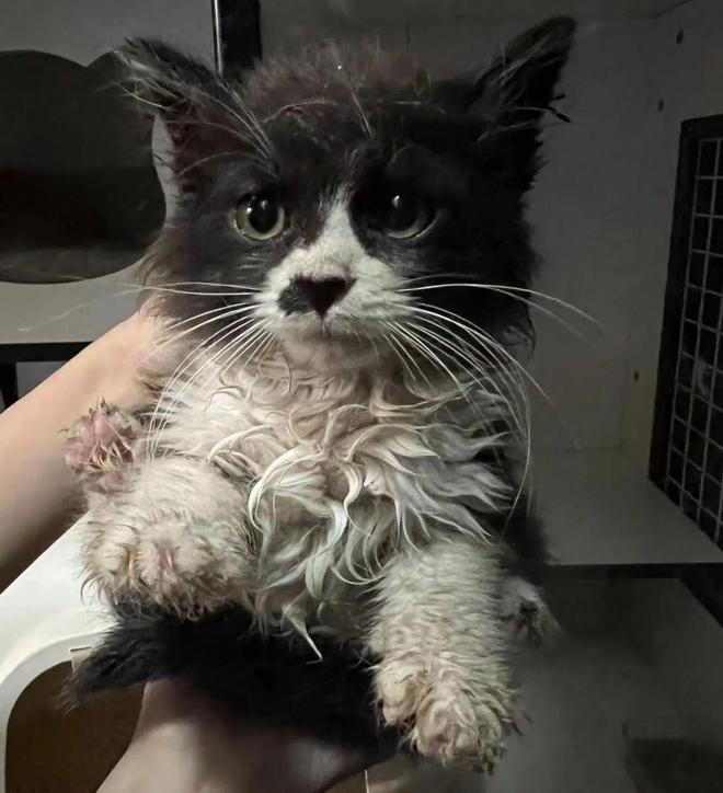 人类世界留给你的那些缺口小猫咪都能填补(图9)