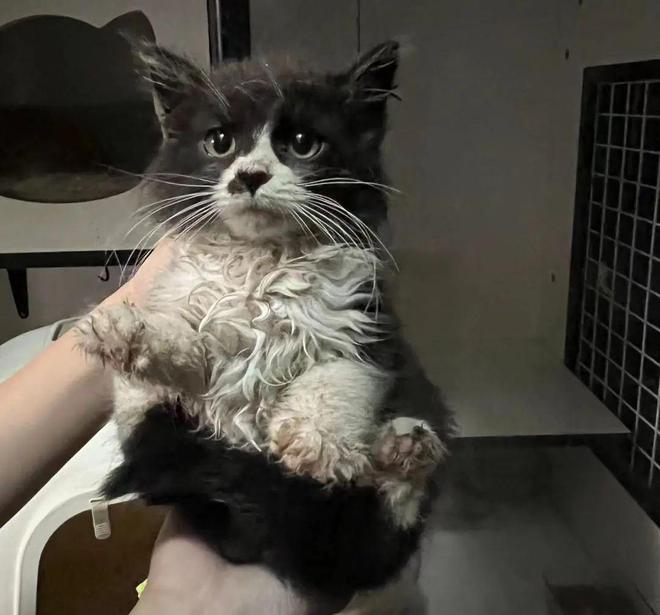 人类世界留给你的那些缺口小猫咪都能填补(图8)