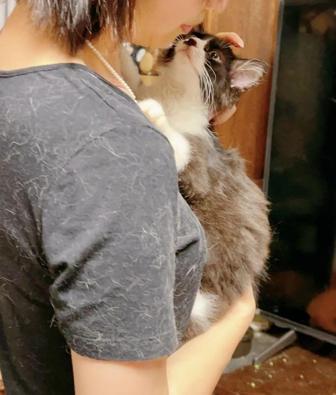 人类世界留给你的那些缺口小猫咪都能填补(图11)