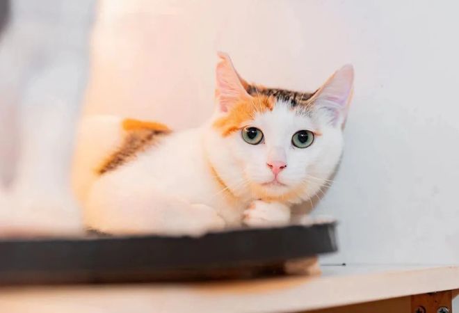 人类世界留给你的那些缺口小猫咪都能填补(图13)