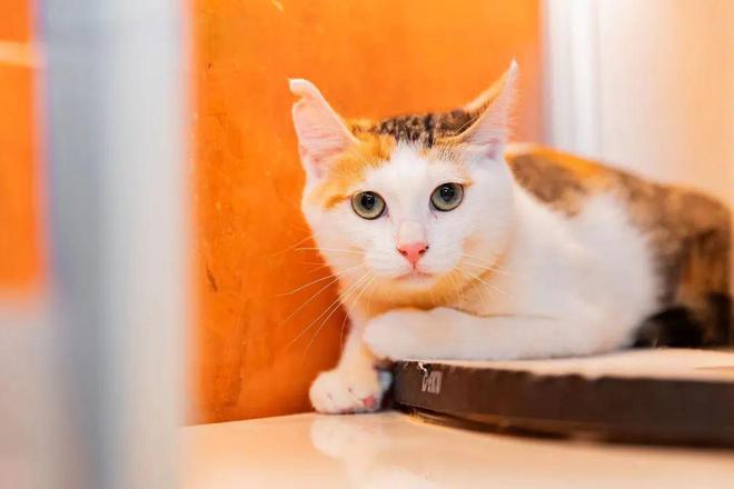人类世界留给你的那些缺口小猫咪都能填补(图14)