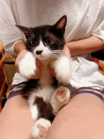 人类世界留给你的那些缺口小猫咪都能填补(图12)