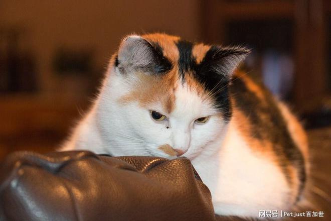 now猫粮：如何为猫猫挑选优质益生菌？(图2)