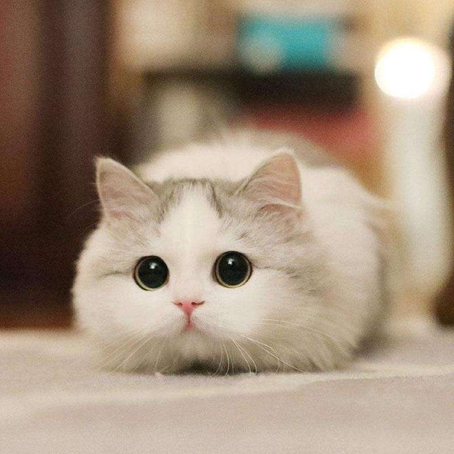 九游体育：猫粮成第二母婴：只要是好的都想给猫咪招呼上(图2)