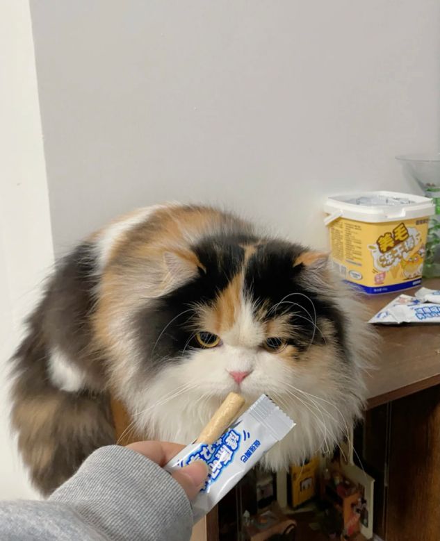 九游体育网站：选对位列国产十大放心猫粮品牌排行榜的猫粮品牌让宠物健康成长(图2)