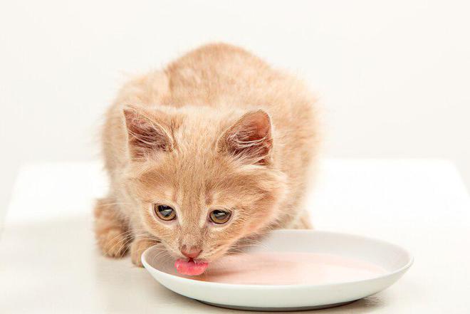 猫粮排行榜前十名口碑最好的猫粮(图11)