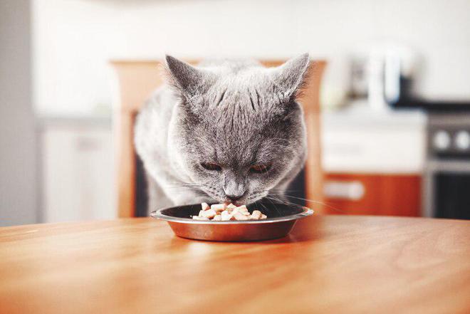 猫粮排行榜前十名口碑最好的猫粮(图5)
