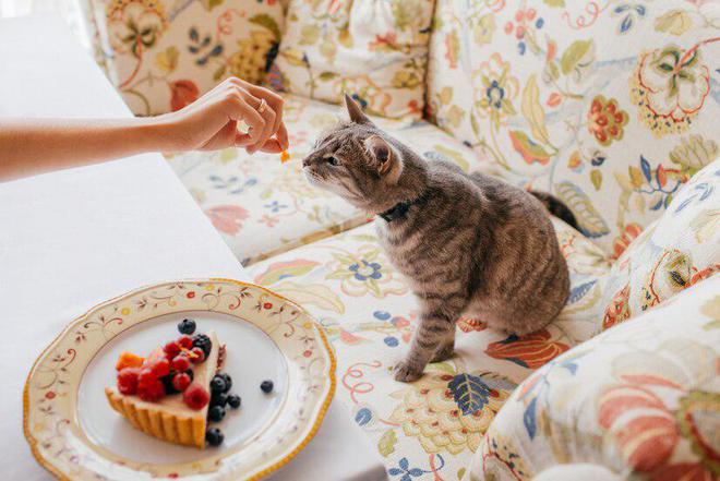 猫粮排行榜前十名口碑最好的猫粮(图3)