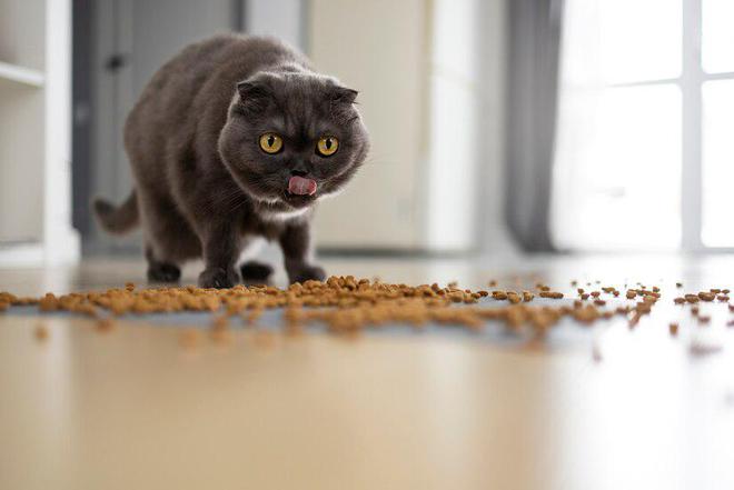 猫粮排行榜前十名口碑最好的猫粮(图4)